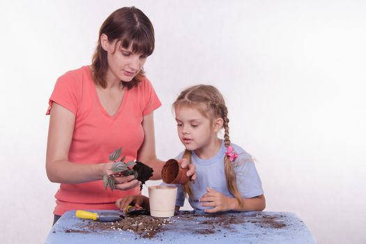 Mom and daughter flower transplanted from one pot to another