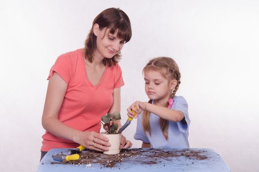 Mom and daughter five-year houseplant transplanted from one pot to another