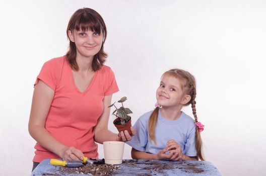 Mom and daughter flower transplanted from one pot to another