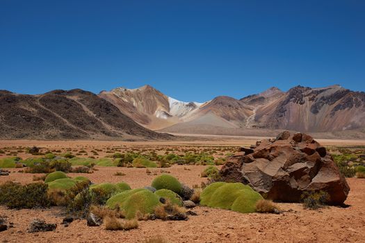 Colourful mountains at Suriplaza in the Atacama Desert of north east Chile. The green plants in the foreground are rare native cushion plant known as Azorella compacta, also called llareta in Spanish. The altitude is in excess of 4,000 metres.