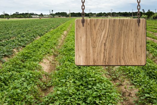 Blank wooden sign on field of farm. Concept of rural, idyllic, tranquility etc.