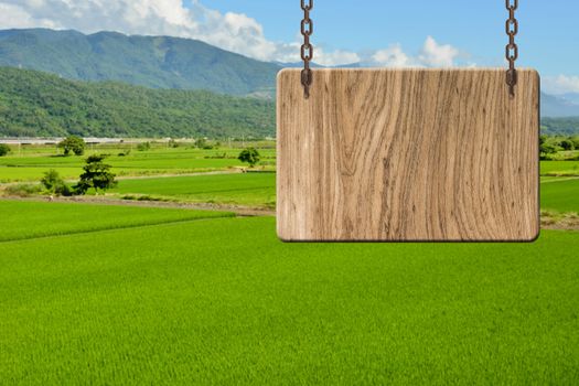 Blank wooden sign on field of paddy rice farm. Concept of rural, idyllic, tranquility etc.