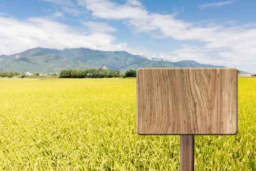 Blank wooden sign on field of paddy farm. Concept of rural, idyllic, tranquility etc.