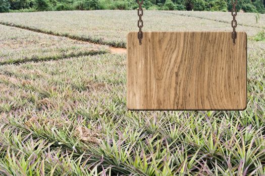 Blank wooden sign on field of pineapple farm. Concept of rural, idyllic, tranquility etc.