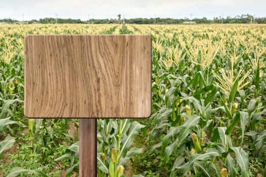 Blank wooden sign on field of corn farm. Concept of rural, idyllic, tranquility etc.