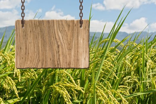 Blank wooden sign on field of paddy farm. Concept of rural, idyllic, tranquility etc.