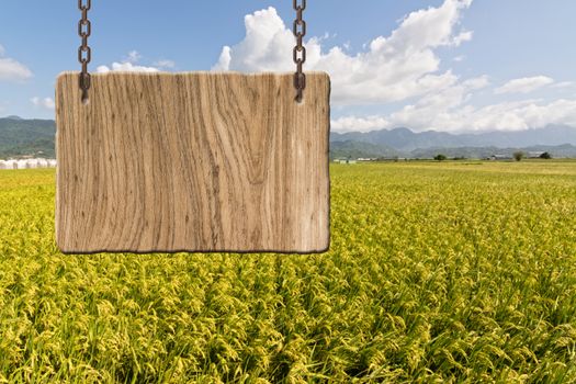 Blank wooden sign on field of paddy farm. Concept of rural, idyllic, tranquility etc.