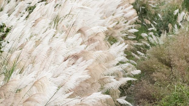 Wind blowing in the reed in a cloudy day.