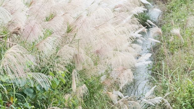 Wind blowing in the reed in a cloudy day near a brook.