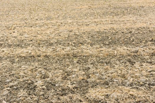 Straw after harvest at farm in Taiwan, Asia.