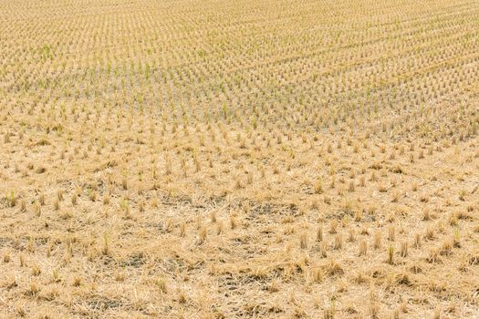 Straw after harvest at farm in Taiwan, Asia.