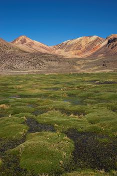 Coarse green grass covering a wetland area, also known as a bofedal in Spanish, high in the Atacama desert of north east Chile near Lauca National Park.