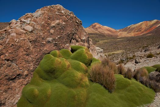Colourful mountains at Suriplaza in the Atacama Desert of north east Chile. The green plants in the foreground are rare native cushion plant known as Azorella compacta, also called llareta in Spanish. The altitude is in excess of 4,000 metres.