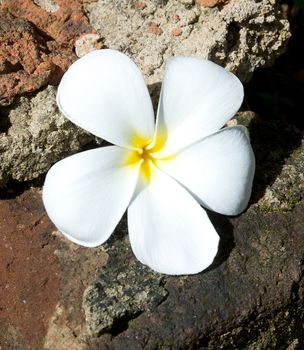 Temple Tree Flower. The flower is seen as the symbol of the fragile human life out of which should come the fragrance of devotion that allows the soul to merge with the mysterious Essence of all life.

In the spiritual symbolism of India the Plumeria flower has a special significance. The 5 petals are said to be represent five qualities necessary for psychological perfection: sincerity, faith, aspiration, devotion and surrender.