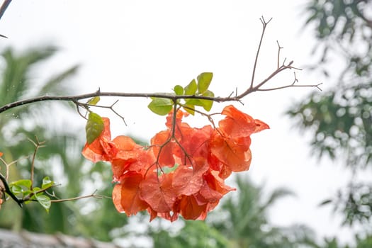 Orange color Bougainvillea with raindrops, Southern Province, Sri Lanka, Asia.