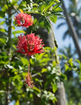 Red Hibiscus (Hibiscus sinensis) in Tangalle garden, Southern Province, Sri Lanka, Asia in December.