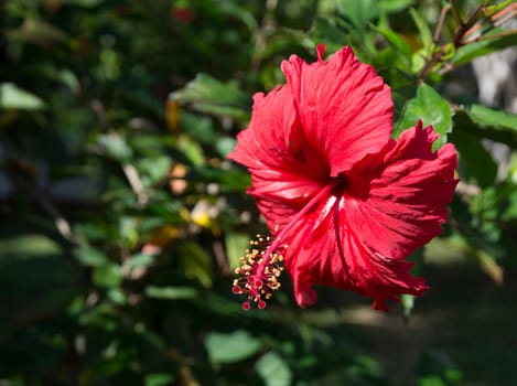 Red Hibiscus (Hibiscus sinensis) in Tangalle garden, Southern Province, Sri Lanka, Asia in December.