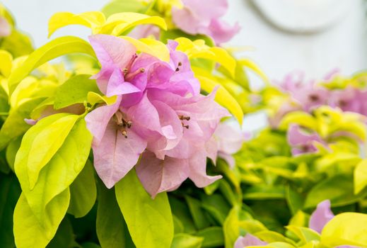 Pink Bougainvillea flowers growing in garden in Southern Province, Sri Lanka, Asia in December.