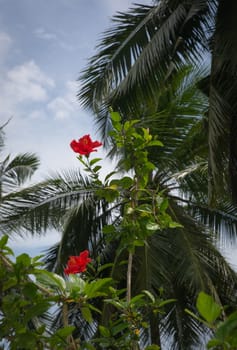 Red hibiscus flowers and palms in a tropical garden, Southern Province, Sri Lanka, Asia.
