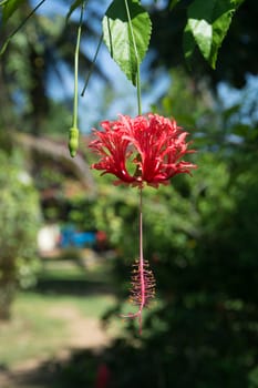 Red Hibiscus (Hibiscus sinensis) in Tangalle garden, Southern Province, Sri Lanka, Asia in December.