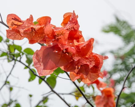 Orange color Bougainvillea with raindrops, Southern Province, Sri Lanka, Asia.