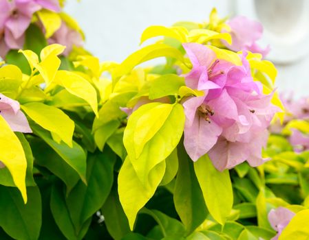 Pink Bougainvillea flowers growing in garden in Southern Province, Sri Lanka, Asia in December.