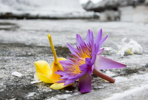 Star lotus. Sri Lanka National Flower by many names: star lotus, Nymphaea nouchali, Nymphaea stellata, blue water lily, blue star water lily. Sri Lanka, Asia.