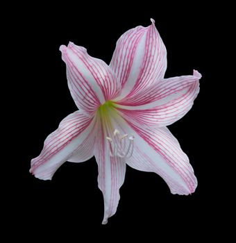 Amaryllis flower (Hippeastrum) in a garden, Southern Province, Sri Lanka, Asia in December.