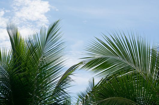 Green coconut palm tree leaves closeup on blue sky, Southern Province, Sri Lanka, Asia.