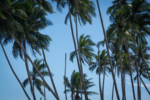 Coconut palms. Coconut palm trees and blue sky. Southern Province, Sri Lanka, Asia.