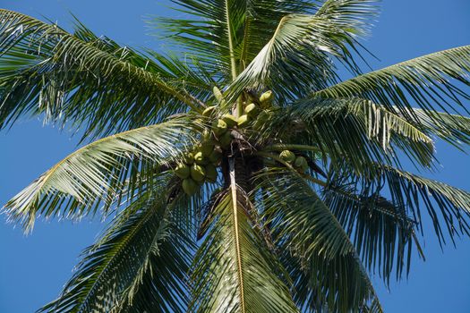 King Coconuts in tree growing in a garden in Southern Province, Sri Lanka, Asia.