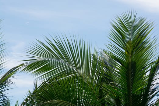 Green coconut palm tree leaves closeup on blue sky, Southern Province, Sri Lanka, Asia.