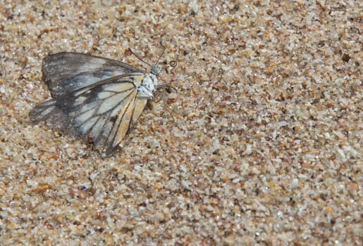 Butterfly on sand. Butterfly with black, white and yellow wings and colorful sand grains. Southern Province, Sri Lanka, Asia.