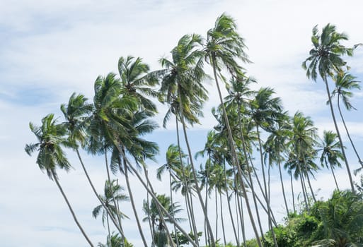 Coconut palm trees in Tangalle, Southern Province, Sri Lanka, Asia.
