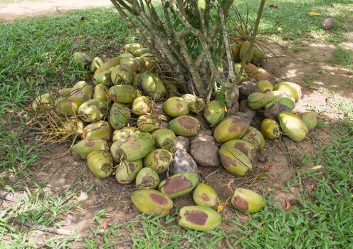 Coconut collection on the ground under a bush in a garden, Southern Province, Sri Lanka, Asia.