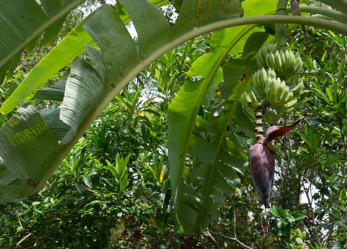 Fresh bananas on tree in Southern Province garden, Sri Lanka, Asia.