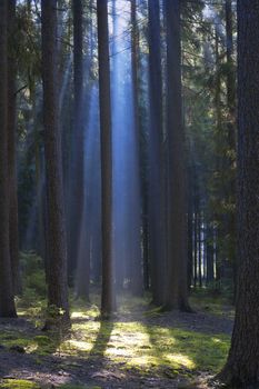 autumn forest scene with sun-rays shining through branches