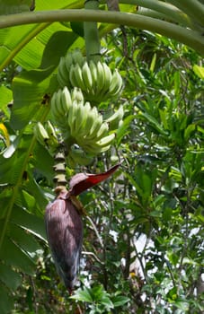 Fresh bananas on tree in Southern Province garden, Sri Lanka, Asia.