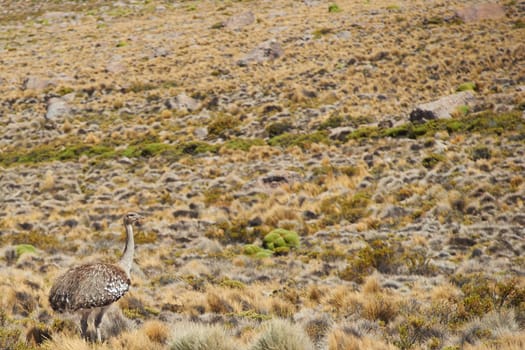 Lone Puna Rhea (Pterocnemia tarapacensis) walkiing through the tufted grass of the Altiplano in Lauca National Park, northern Chile