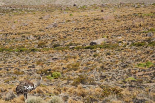 Lone Puna Rhea (Pterocnemia tarapacensis) walkiing through the tufted grass of the Altiplano in Lauca National Park, northern Chile
