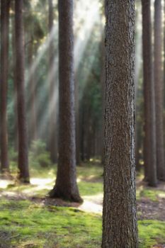 autumn forest scene with sunrays shining through branches