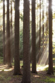 autumn forest scene with sun rays shining through branches