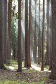 autumn forest scene with sun rays shining through branches