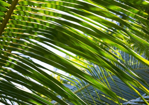 Palm leaves closeup. Green shade pattern behind palm leaves. Sri Lanka, Asia.