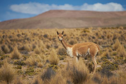 Lone vicuna (Vicugna vicugna) in Lauca National Park, northern Chile