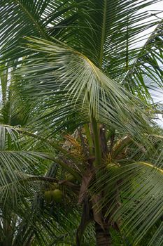 King Coconut Tree. Coconut tree closeup with fruits. Southern Province, Sri Lanka, Asia in December.