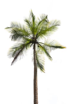 Coconut palm isolated on white. Southern Province, Sri Lanka, Asia.