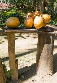 King coconuts collected in Tangalle garden, Tangalle, Southern Province, Sri Lanka, Asia.