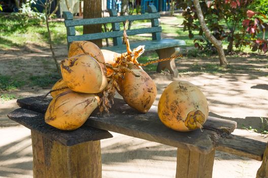 King coconuts collected in Tangalle garden, Tangalle, Southern Province, Sri Lanka, Asia.