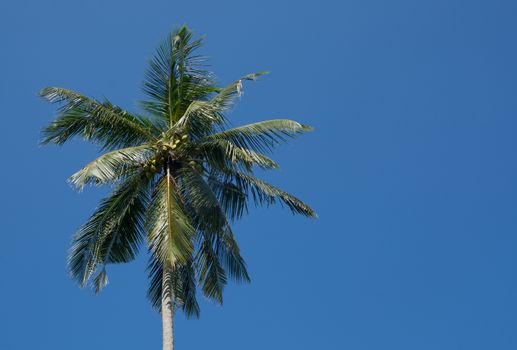 King Coconuts in tree growing in a garden in Southern Province, Sri Lanka, Asia.